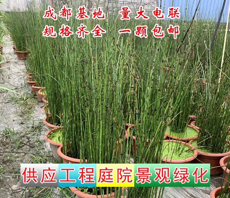 荷花睡莲木贼笔管草花叶芦苇苗翠芦莉苗火星花苗鬼针草苗工程水生