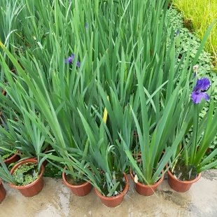 鸢尾花叶芦竹矮蒲苇紫叶狼尾草苗紫穗狼尾草苗火焰狼尾草水生植物