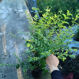 成都本地小叶女贞树苗金叶女贞四季常青绿篱植物庭院小区园林绿化
