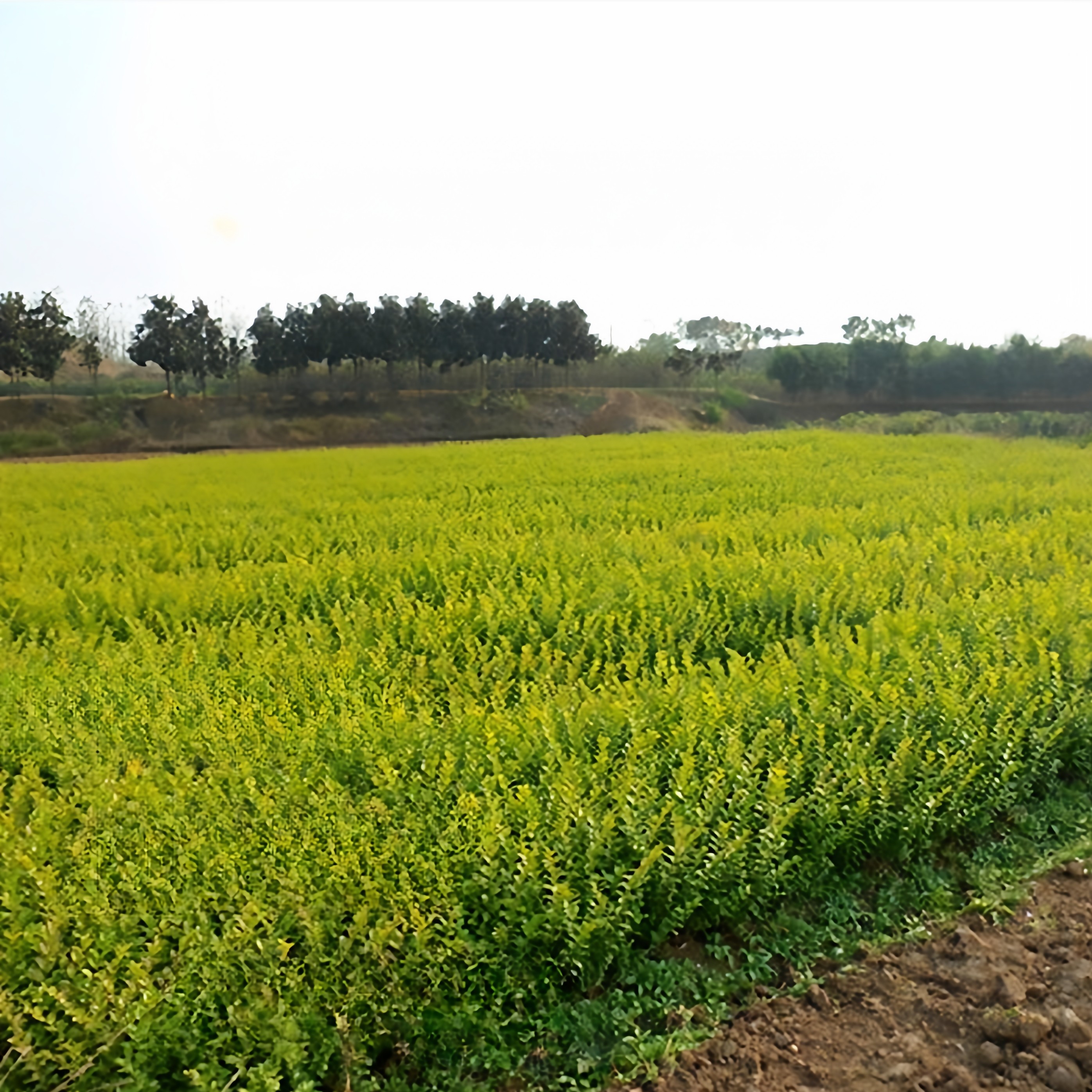四川直发现挖现卖金森女贞苗篱笆苗庭院绿化工程苗木四季常青树苗