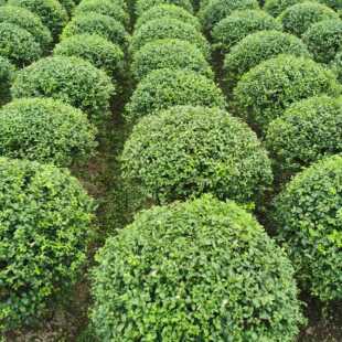 【直播专用】银姬小蜡球