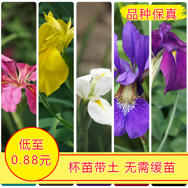 成都鸢尾花苗盆栽红花黄花蓝花紫花鸢尾蝴蝶兰苗绿植花卉水生植物 鲜花速递/花卉仿真/绿植园艺 时令草本花卉 原图主图