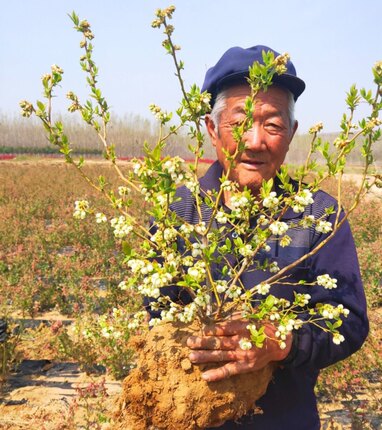 蓝莓树果苗盆栽地载当年结果南方北方室内阳台庭院种植蓝莓果树苗