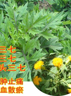 三七王菊旱山芪狗头种苗当归