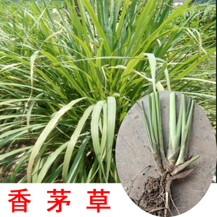 香茅草柠檬草现挖带根可种植干品做香包台湾茅草驱蚊可阳台盆栽