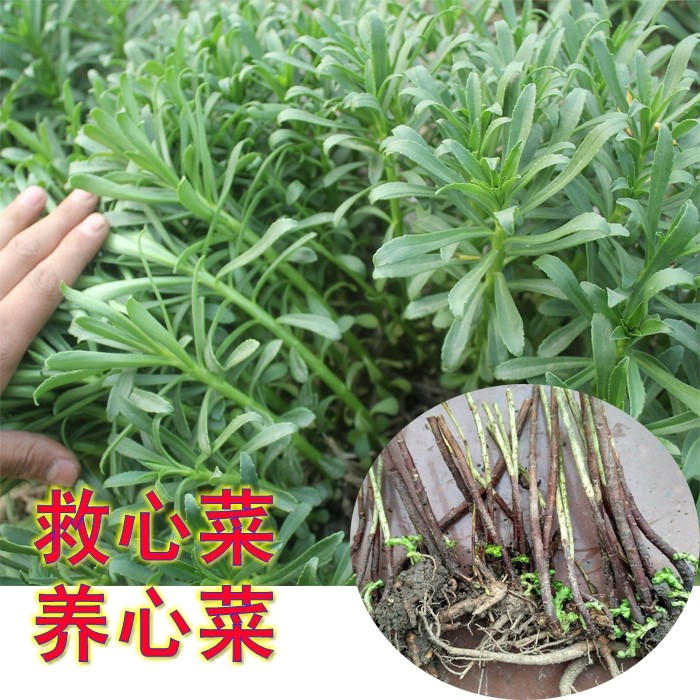高钙救心菜养心菜粉 平卧菊三七益芯康浓缩粉茶景天三七粉茶包邮