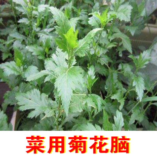 菜用鸡蛋汤大叶菊花脑带根种苗菊花菜 吃叶好种好活菊花老根苗