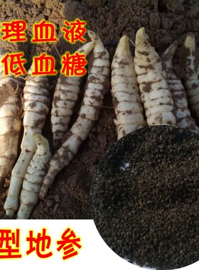 现挖可食用果实巨型种苗根块