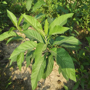 南非叶树苗新鲜带根苗子现挖现发可种植将军叶苦茶树正宗可食用