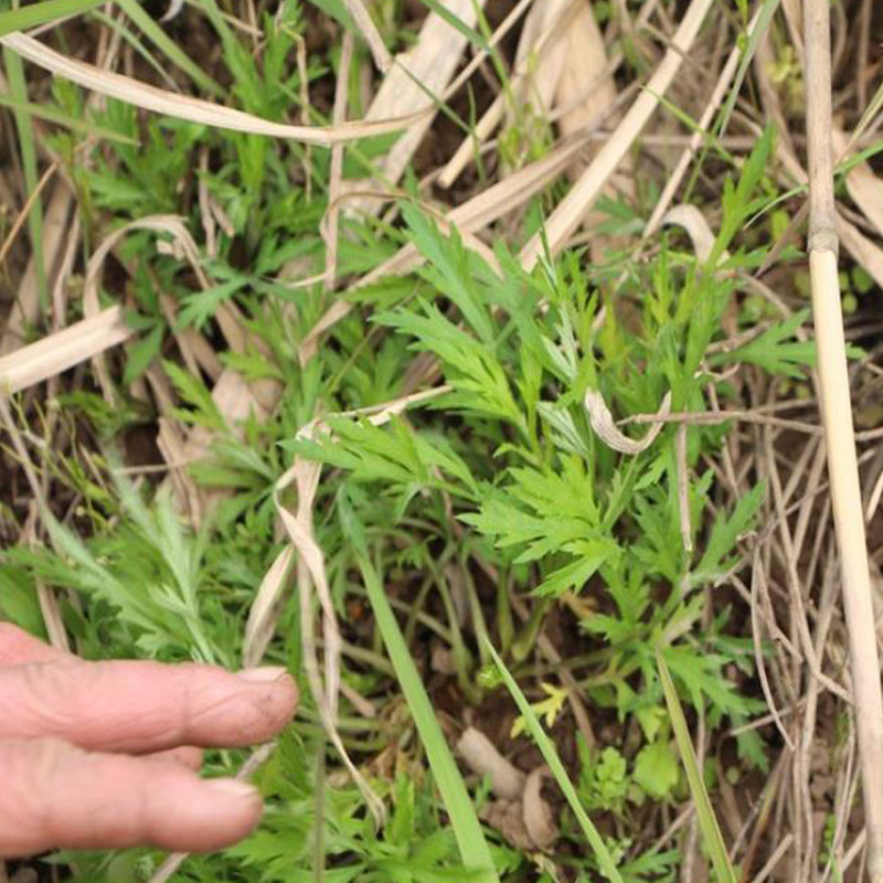 芦蒿带根苗子可种植可食用蔬菜