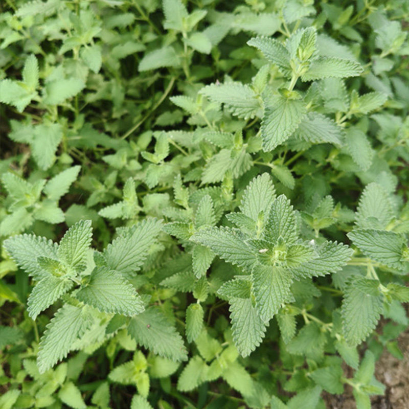 猫薄荷带根苗子可种植盆栽樟脑草图片