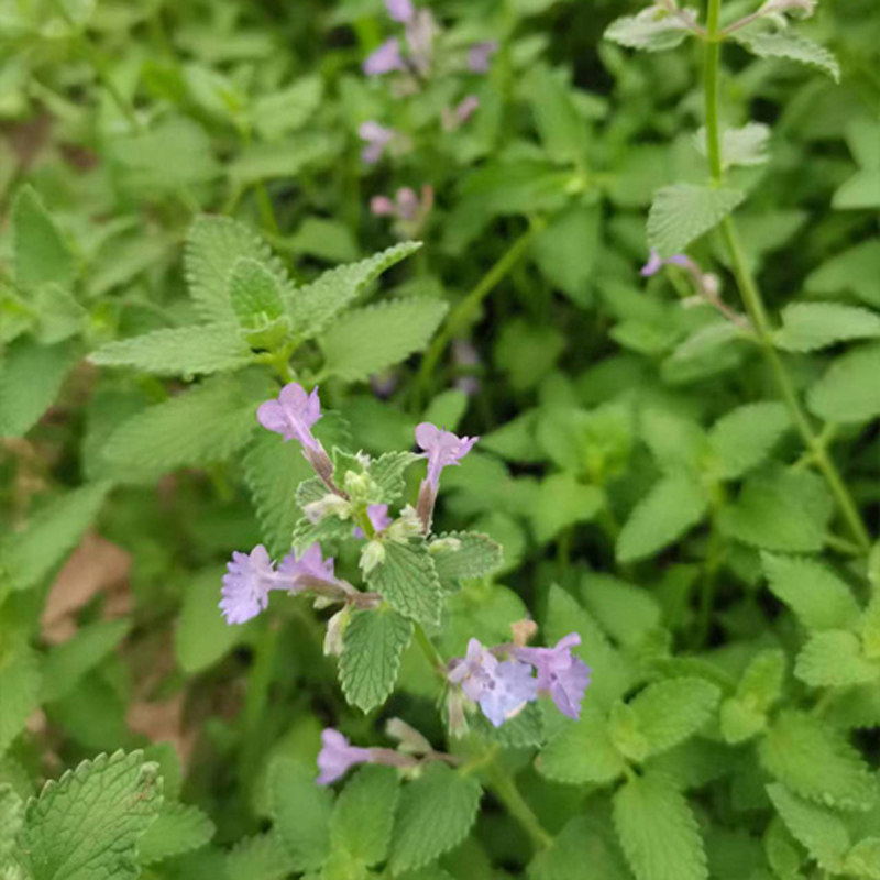 现挖带根猫薄荷苗子凉薄荷小荆芥图片