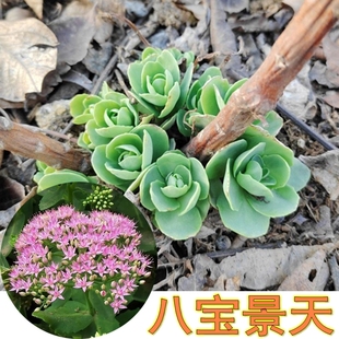 现挖带根八宝景天种苗子包成活蝎子草活血三七治蚊虫叮咬公园花卉