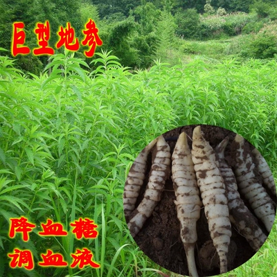 巨型地参地溜根块果实可种植食用