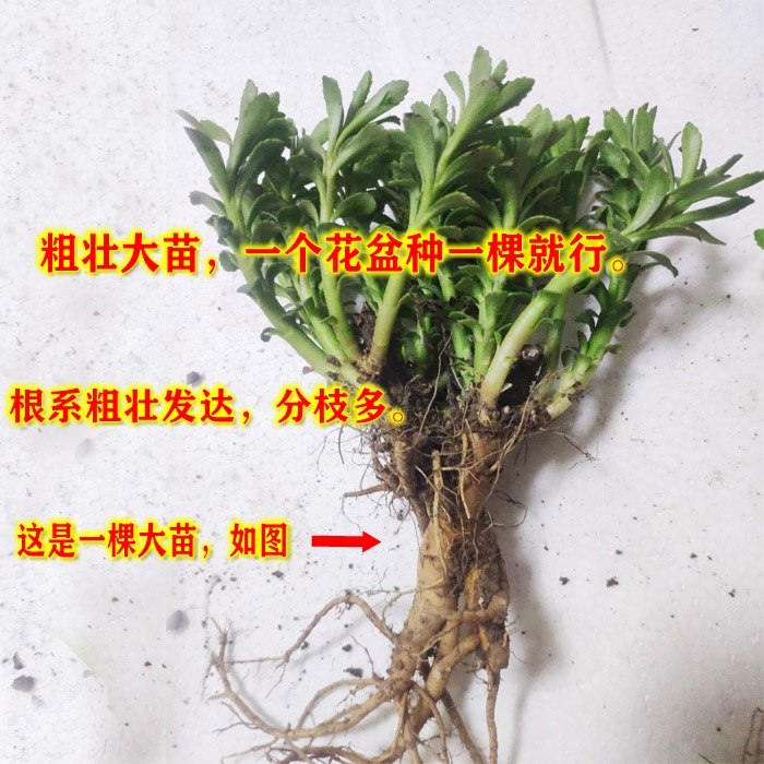 景天三七粗壮高钙止痒养心菜种苗