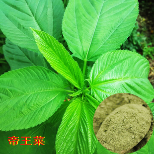 春播种子埃及帝王菜　种子　种苗莫落海牙帝王菜原粉