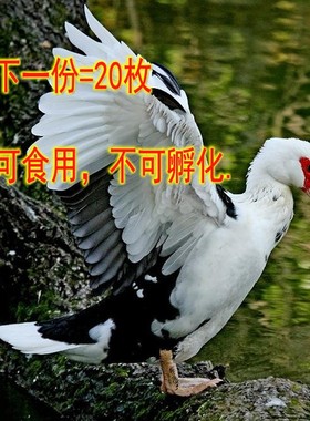 番鸭蛋正宗新鲜大个非洲雁蛋腌制