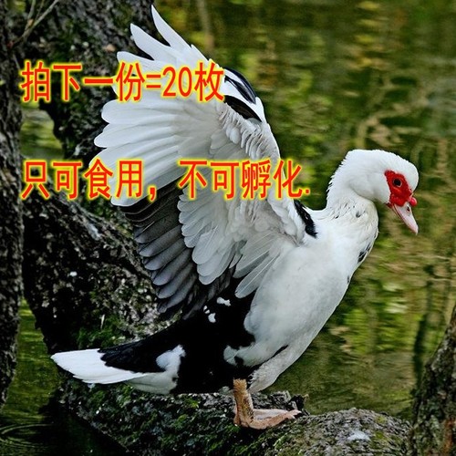 番鸭蛋正宗新鲜大个非洲雁蛋腌制
