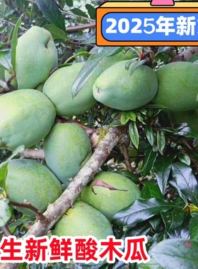 云南新鲜酸木瓜包邮临沧特产水果孕妇泡酒红花青黄青木瓜生吃