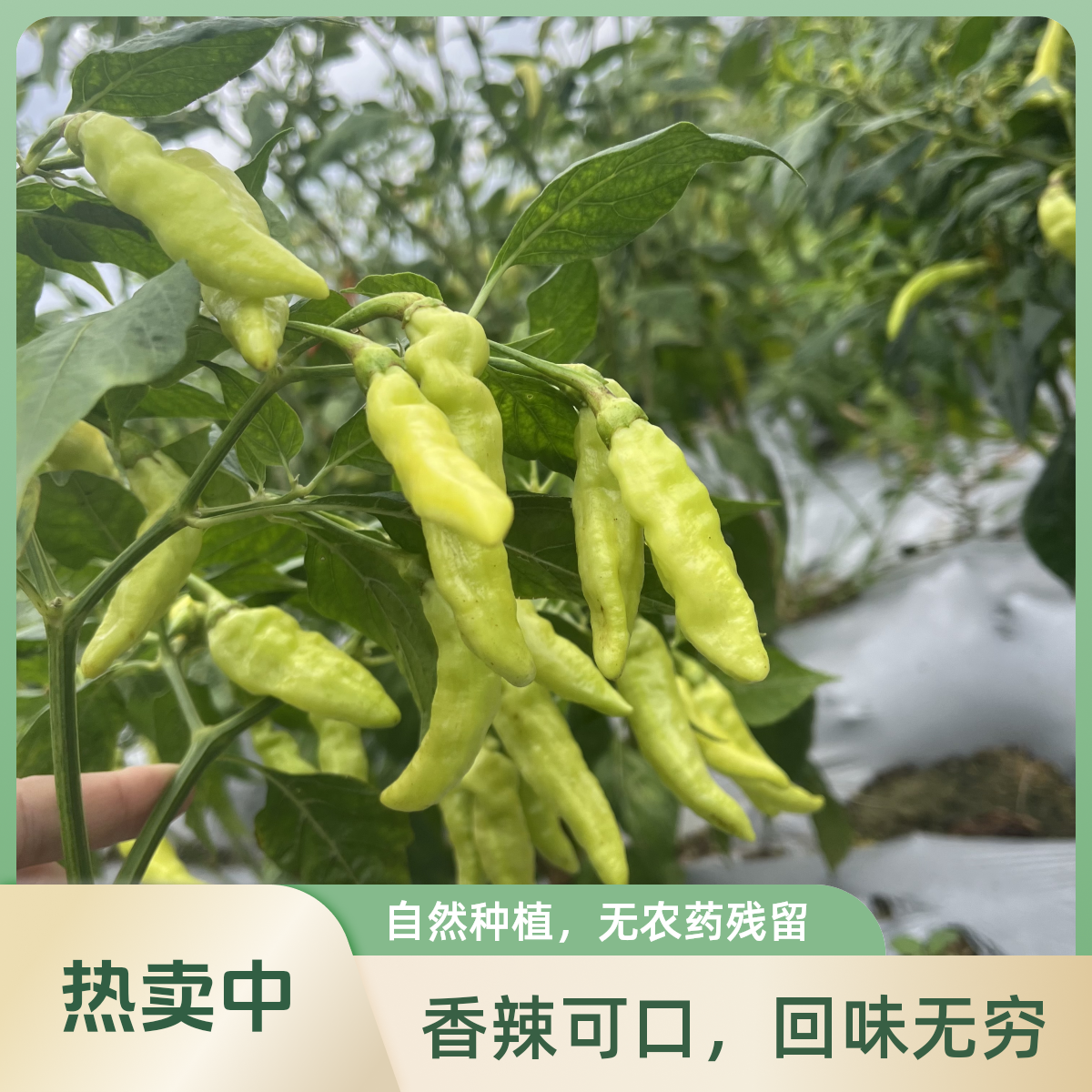 新鲜青绿白米椒新野山椒云南特辣尖椒小米辣剁椒白泡椒魔鬼朝天椒