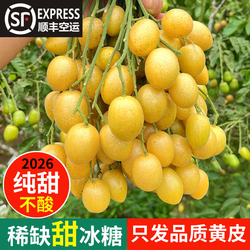 广东贵妃特产当季新鲜鸡心冰糖黄皮郁南无核黄皮果送礼孕妇水果