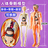 骷髅骨架生物医学3d仿真儿童玩具 人体结构模型器官骨骼可拆卸拼装