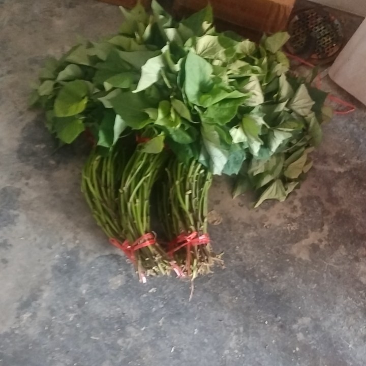 新鲜现挖现卖茂名鸡蛋黄心隔夜甜秧苗地瓜正宗黄皮红黄心蜜薯秧苗