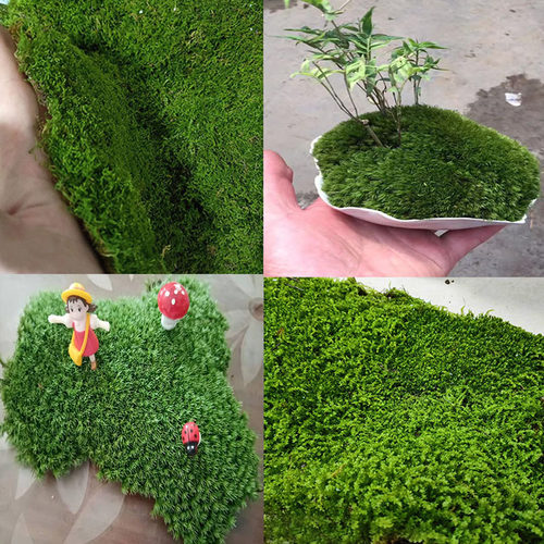青苔苔藓植物鲜活假山水陆雨林缸 盆景造景铺面diy白发藓 - 封面