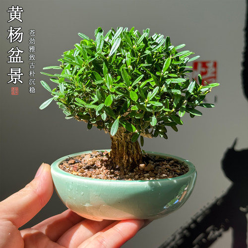 掌上黄杨盆景茶台桌面禅意绿植