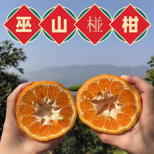 现摘现发巫山当季水果椪柑脐橙