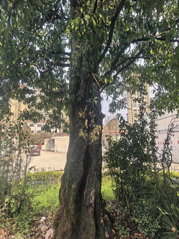 凤冈县兴阳米厂黑塔子树50CM（1株）