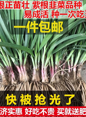 韭菜根苗韭菜苗仔九菜宽叶阳台韭菜根紫根红根韮菜苗大叶四季盆栽