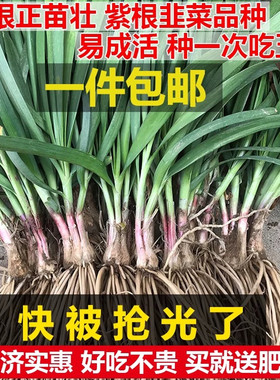 韭菜苗宽叶阳台根紫四季盆栽