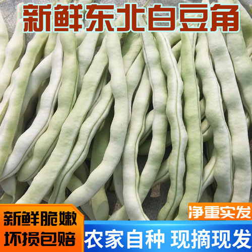 东北白豆角架豆角白不老现摘现发
