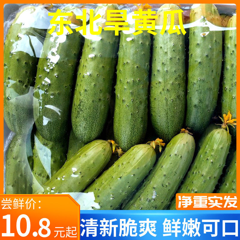 东北旱黄瓜新鲜蔬菜带刺小青瓜5斤包邮当季孕妇可生吃水果小黄瓜,水产肉类/新鲜蔬果/熟食,黄瓜,淘宝优惠券,粉丝福利购,淘宝优惠卷