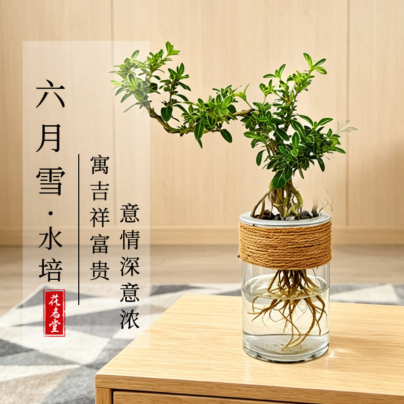 金边六月雪鱼缸水培植物办公室内造型盆景室内绿植小盆栽净化空气图片