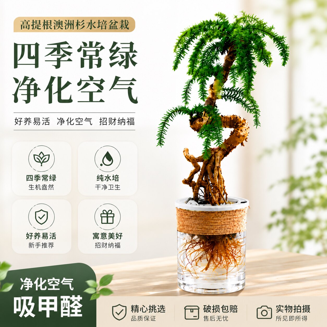高提根澳洲杉水培盆栽四季常绿净化空气好养易活室内绿植鱼缸造景图片