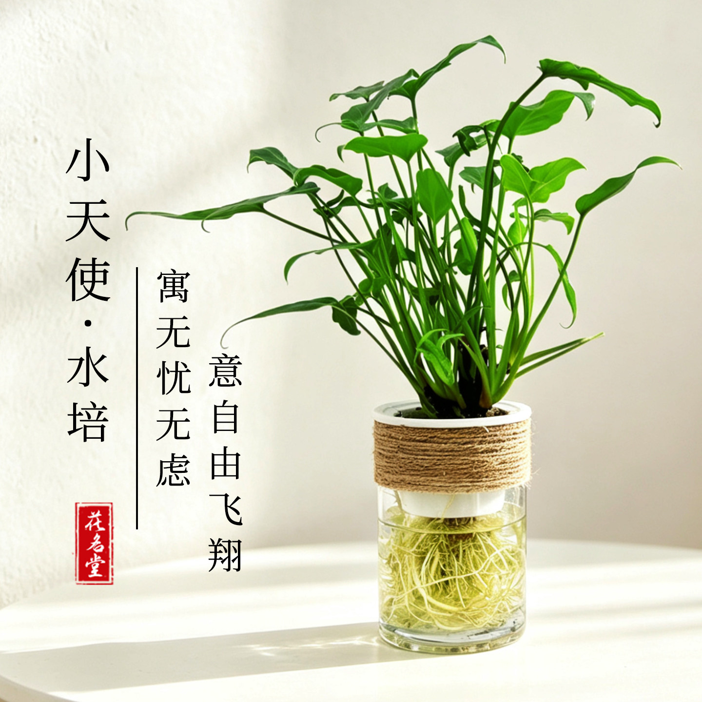 鱼缸造景龙鳞小天使水培植物室内绿植盆栽懒人好养桌摆花卉盆景图片