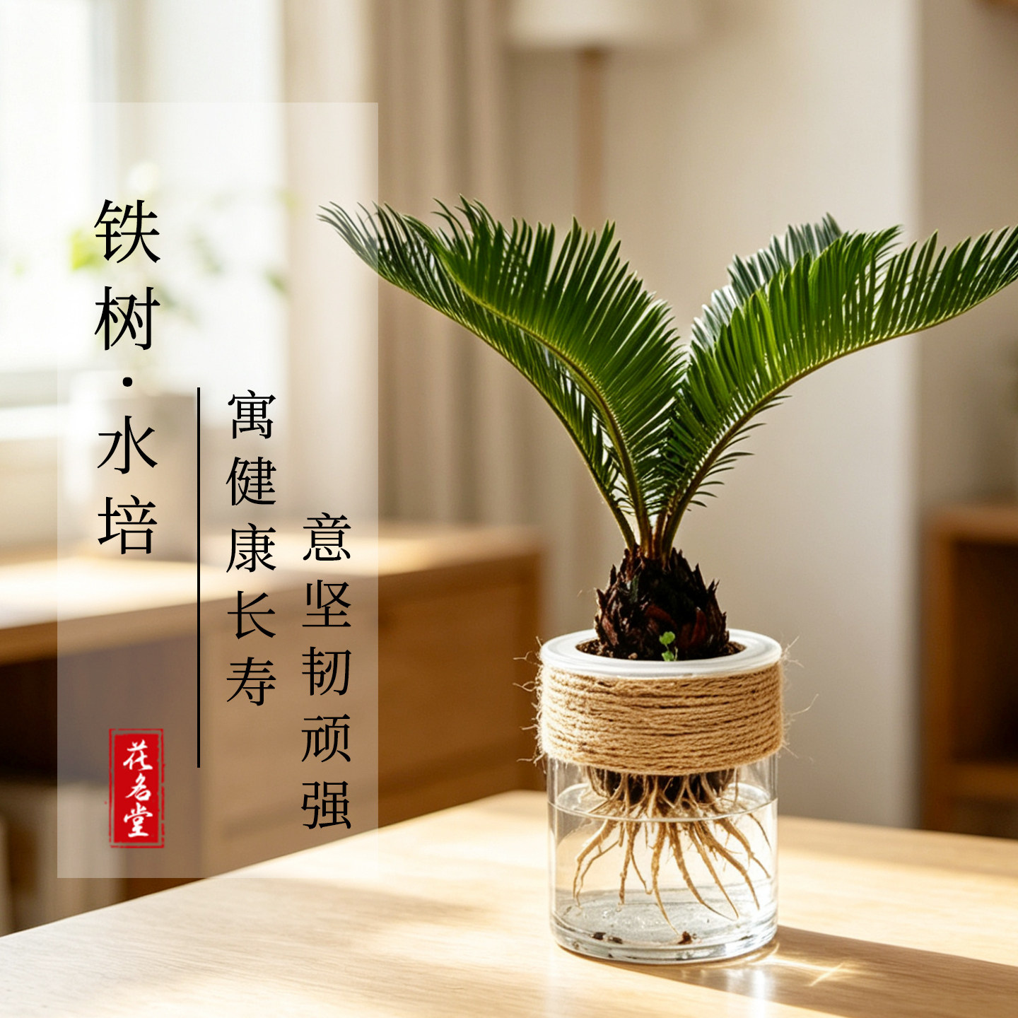 鱼缸造景铁树水培盆栽室内绿植简约办公室内桌面好养活体植物寓意图片