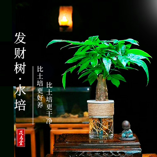水培发财树小盆栽室内绿植