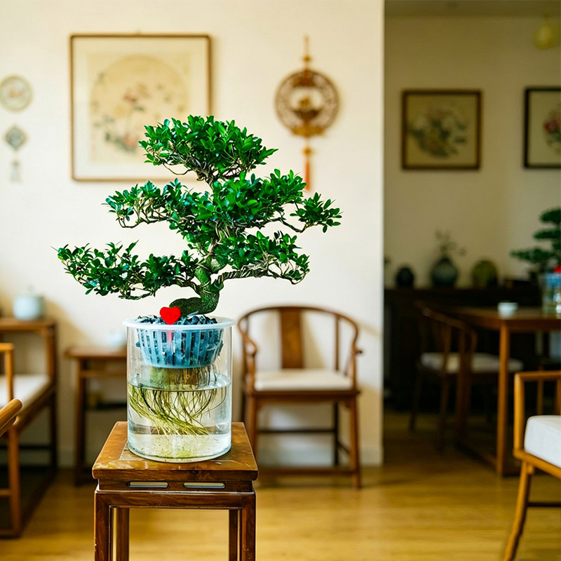 水培瓜子黄杨人参榕树中式盆景树摆件桌面装饰文艺复古风根系盆栽图片