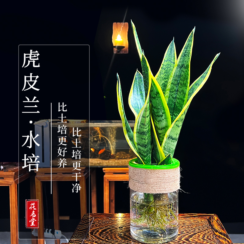 水培金边虎皮兰盆栽办公室内花卉绿植净化空气新房吸甲醛四季常青