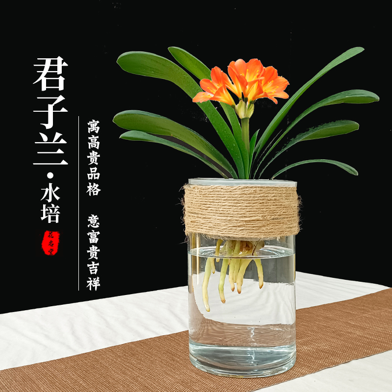 君子兰水培植物无土栽培花名堂