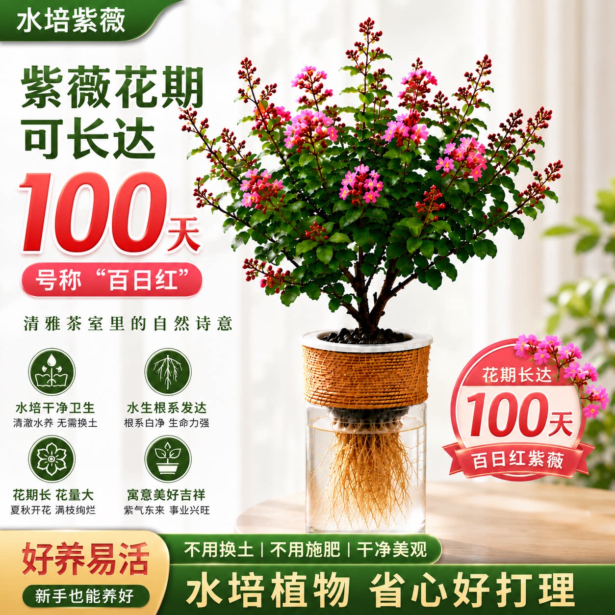 水培贵妃紫薇盆栽花卉室内办公桌净化空气好养绿植花卉盆景图片