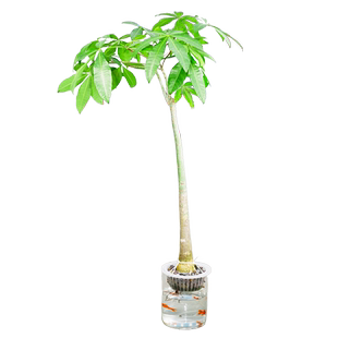 水培植物原生发财树大型盆栽绿植老桩客厅办公室内好养招财大盆景