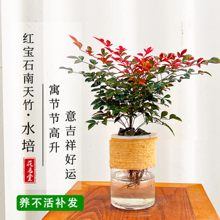 水培红宝石南天竹盆栽室内耐寒红叶植物四季常青绿化苗木好养活