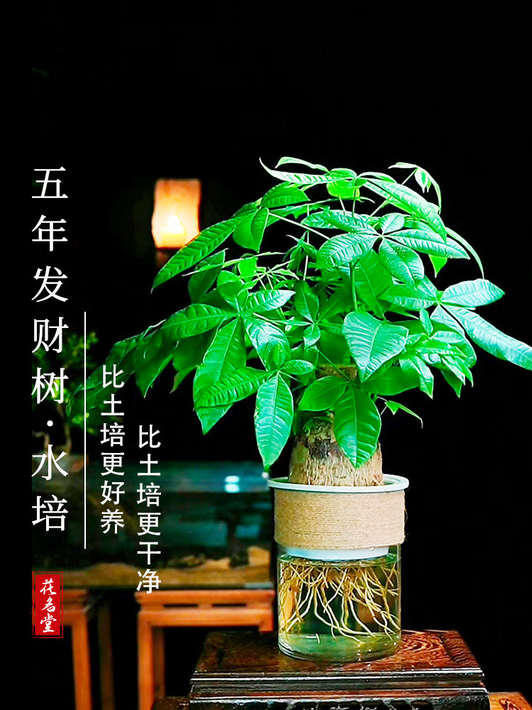 老桩水培发财树小盆栽绿植物室内水养办公桌面盆景摆件大号招财树