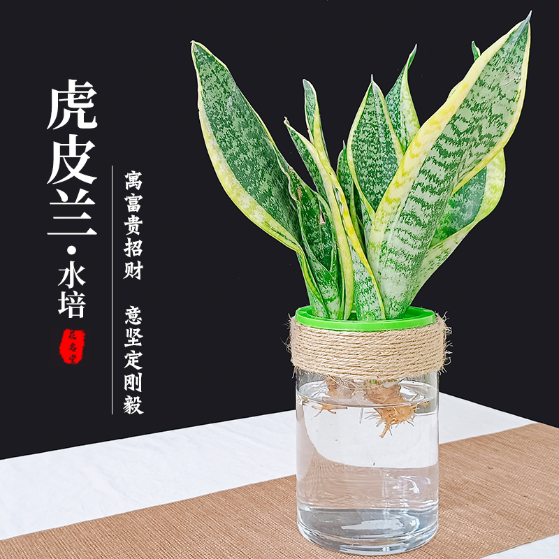 水培金边虎皮兰绿植物盆栽虎尾兰水养千岁兰花卉办公室内招财盆景
