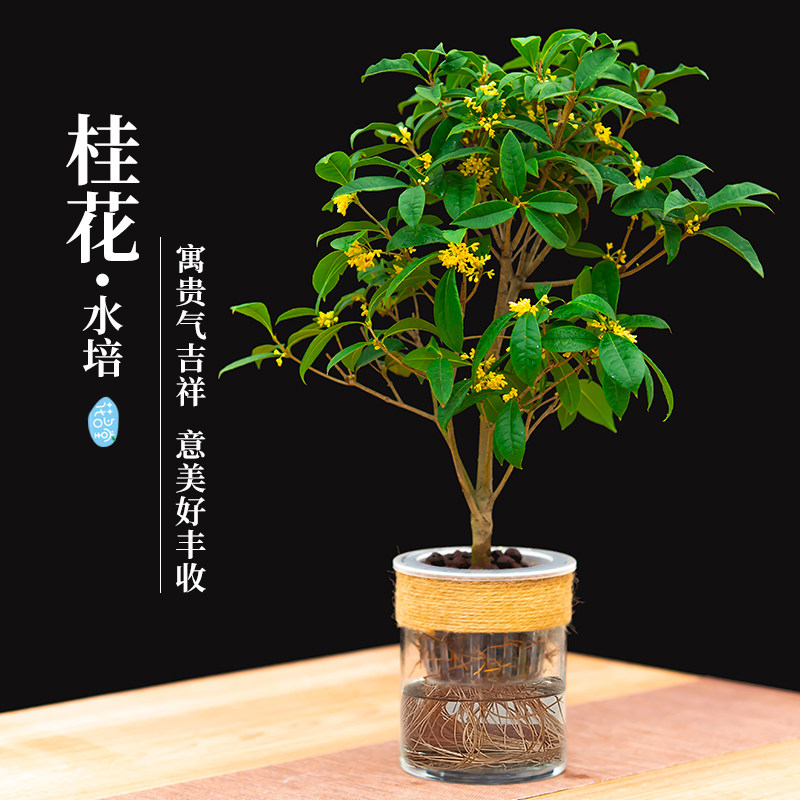 水培植物四季桂花小盆栽树苗绿植盆景花卉水生水养办公室内桌面