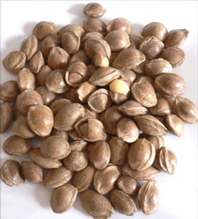 承德露露产发货野生大扁杏仁原核开口杏核